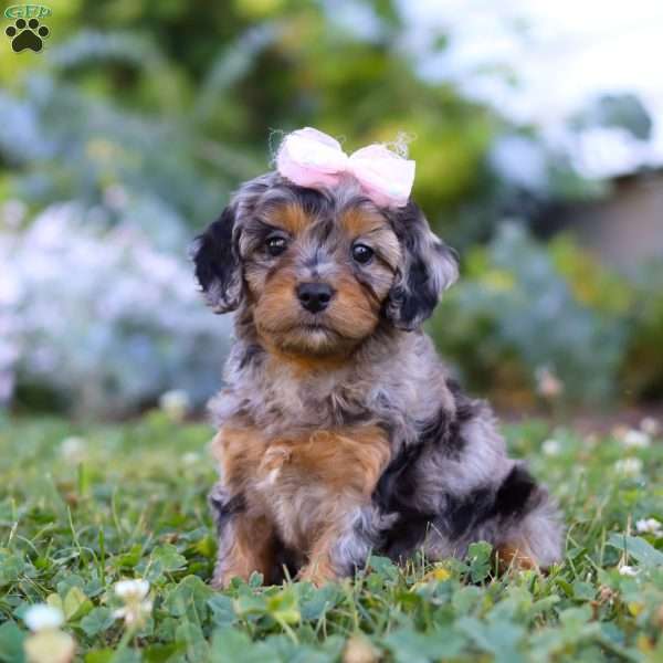 Bailey, Cavapoo Puppy